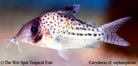Corydoras cf. orphnopterus - Dorsal Spot Cory