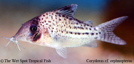 Corydoras cf. orphnopterus - Dorsal Spot Cory