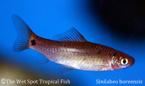 Sinilabeo boreensis - Black Kangaroo Loach