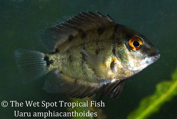 Uaru amphiacanthoides - Triangle Cichlid