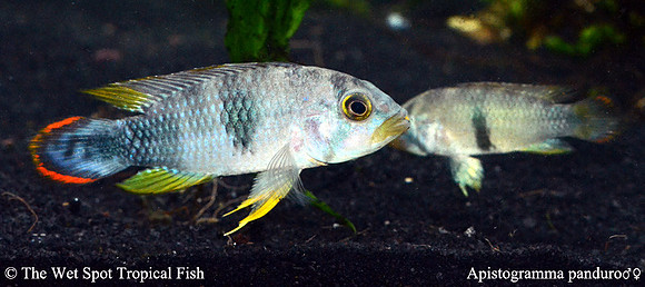 Apistogramma panduro WILD PAIR