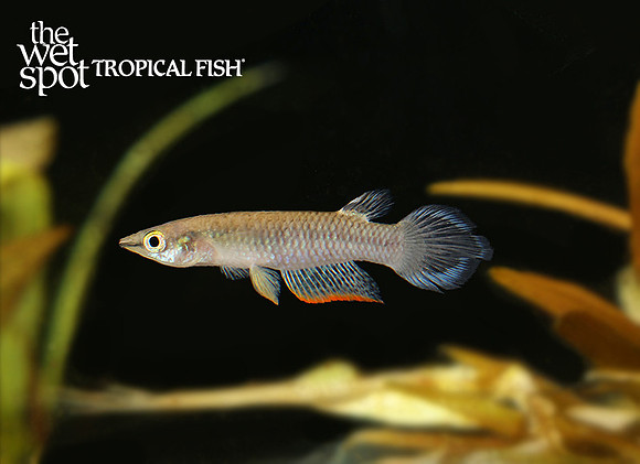 Aplocheilus panchax"Panchax Killi" "Vietnam"