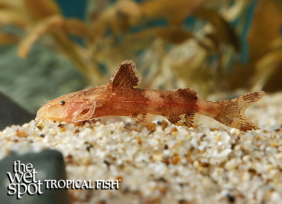 Pseudolaguvia muricata "Rusty Moth Catfish"