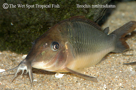 Brochis multiradiatus - Hognose Cory