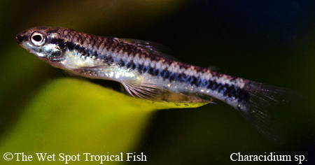 Characidium phoxocephalum - Darter Tetra