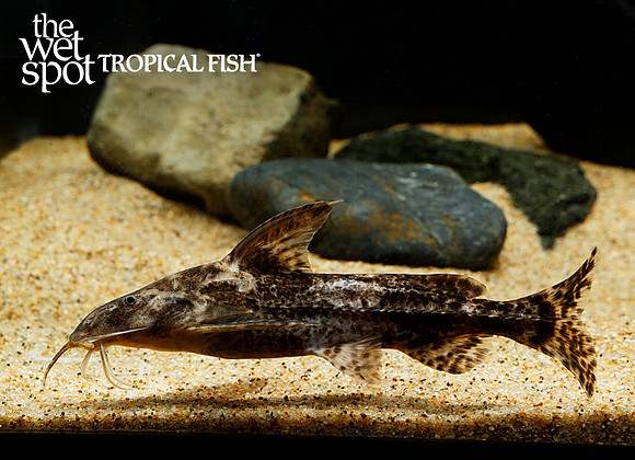 Rhinodoras gallagheri - Gallagher's Catfish