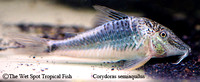 Corydoras semiaquilus - Peru Black Cory