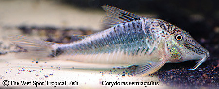 Corydoras semiaquilus - Peru Black Cory