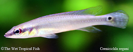 Crenicichla regani