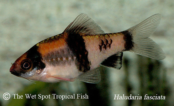 Haludaria fasciata - Panda Barb