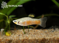 Poecilia vivipara "Southern Molly"