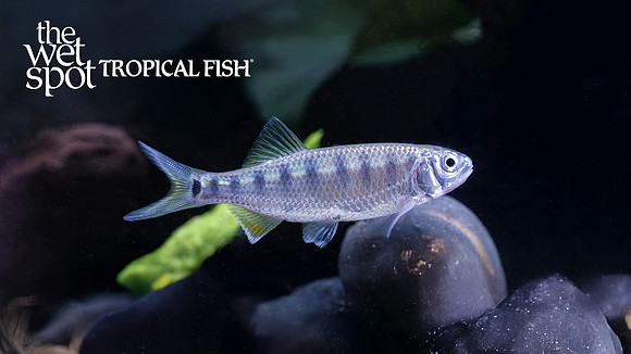 Opsarius bernatziki "Blue Hillstream Trout"