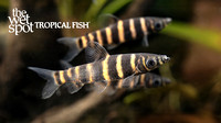 Synaptolaemus latofasciatus "Banded Headstander"