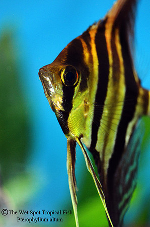 Pterophyllum altum - Altum Angelfish