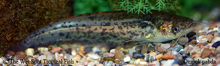 Ompok pabda - Ompok Catfish