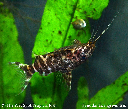 Synodontis nigriventris - Upside Down Cat