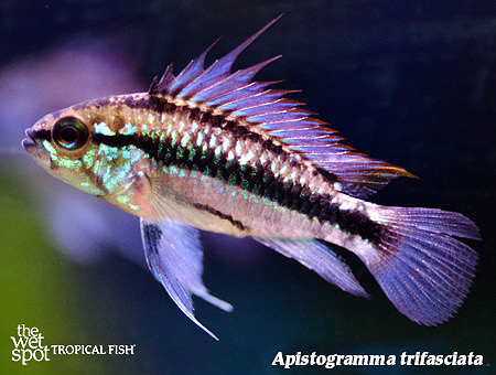 Apistogramma trifasciata