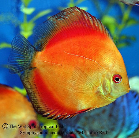 Symphysodon aequifasciata - Marlboro Red Discus