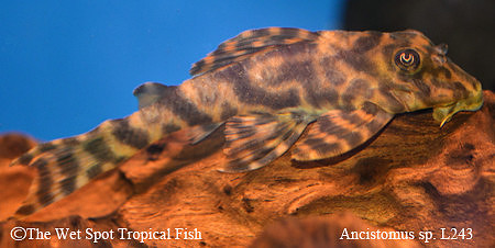 Ancistomus sp. "Orinoco Banded Pleco" L243
