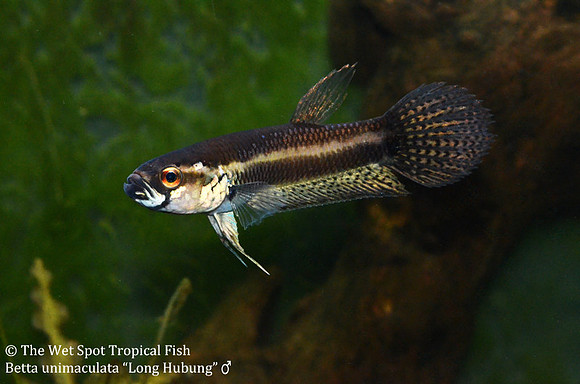 Betta unimaculata "Long Hubung" - Gold Dragon Betta, Male
