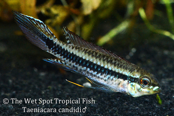 Taeniacara candidi - Black-Stripe Dwarf Cichlid ♂