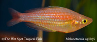 Ogilby's Rainbowfish - Melanotaenia ogilbyi