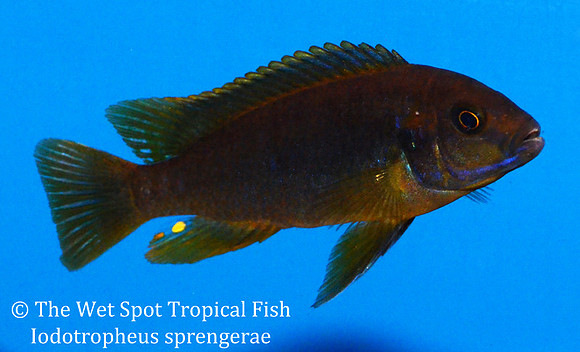 Iodotropheus sprengerae