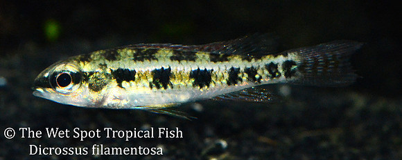 Dicrossus filamentosa - Checkerboard Cichlid