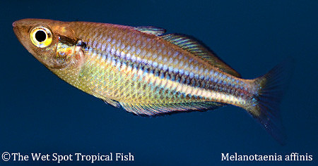 Northern Blue Rainbowfish - Melanotaenia affinis