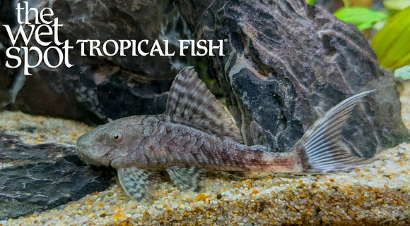 Panaque bathyphilus "L090" "Papa Pleco" "Ojo Chico"