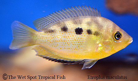 Etroplus maculatus