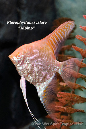 Pterophyllum scalare - Albino Angelfish