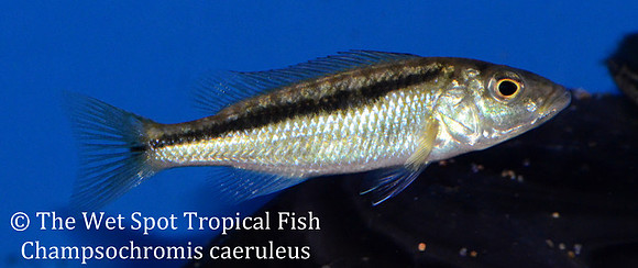 Champsochromis caeruleus