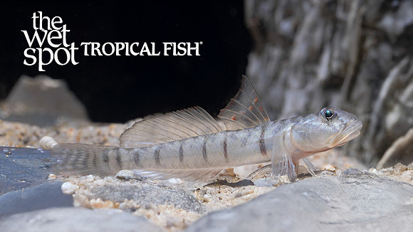 Awaous flavus "Candy Stripe Goby"