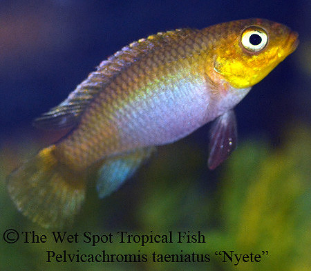 Pelvicachromis kribensis "Taeniatus Nyete" ♀