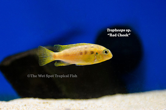 Tropheops sp. "Red Cheek"