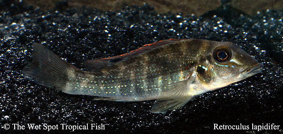 Retroculus lapidifer