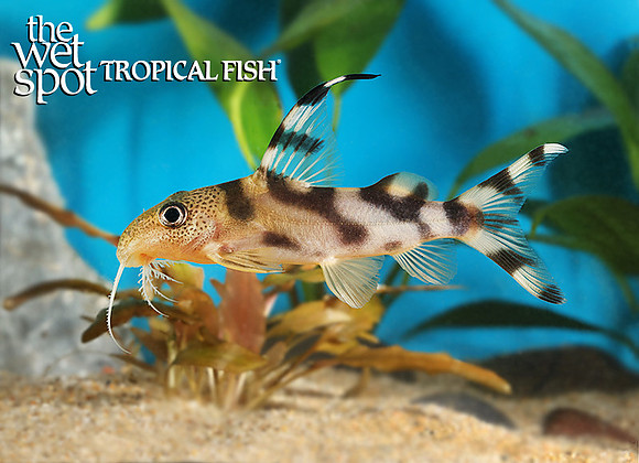 Synodontis decorus Decorated Squeaker Cat