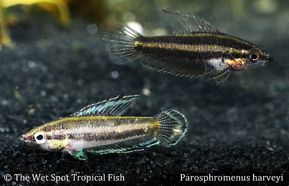 Parosphromenus harveyi - Harvey's Licorice Gourami