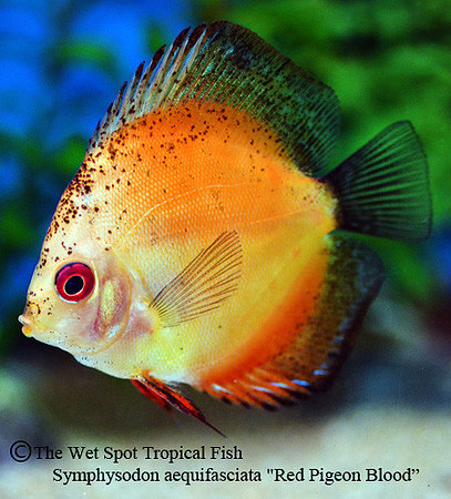 Symphysodon aequifasciata - Red Pigeon Blood Discus