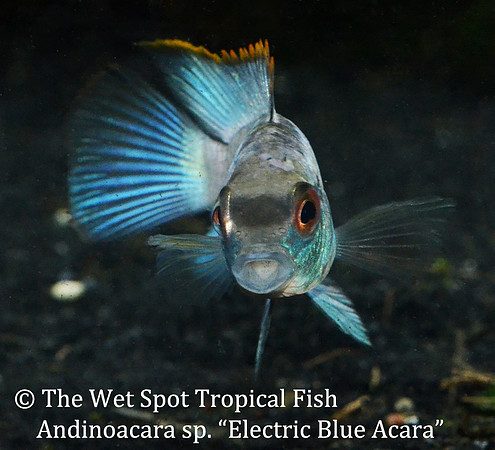 Andinoacara sp. - Electric Blue Acara