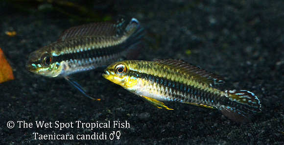 Taeniacara candidi - Black-Stripe Dwarf Cichlid