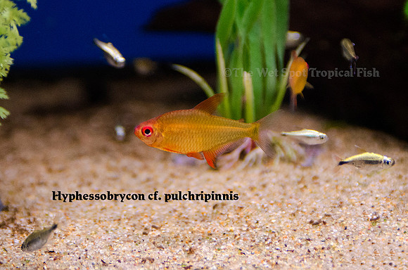 Hyphessobrycon cf. pulchripinnis - Orange/Tangerine Lemon Tetra