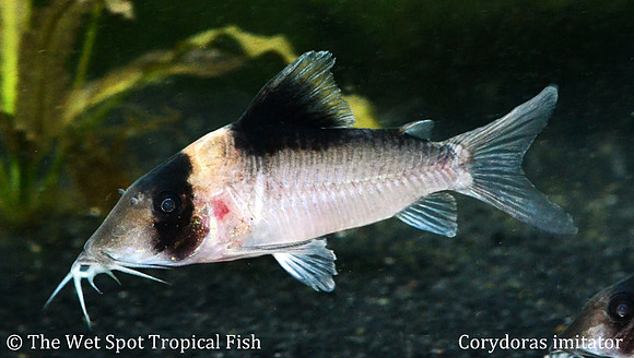 Corydoras imitator - Imitation Cory