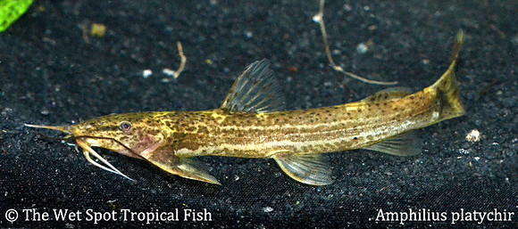 Amphilius platychir - Kuhli Cat