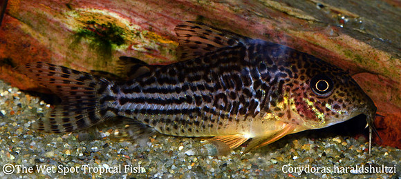 Corydoras haraldschultzi - Mosaic Cory