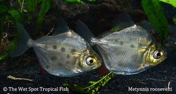 Metynnis roosevelti - Spotted Silver Dollar
