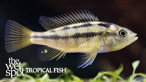 Paralabidochromis sauvagei "Rock Kribensis"