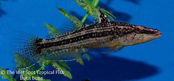 Crazy Fish - Butis butis