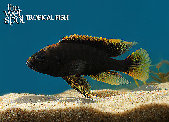 Pundamilia igneopinnis  "Igombe Island"